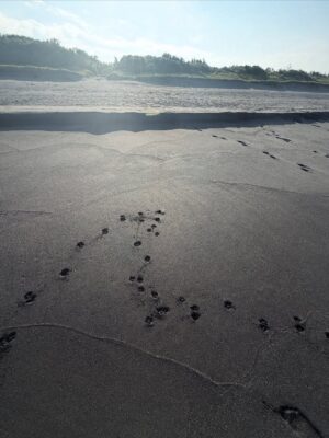 Chen Hua Instagram - 🥽
紀錄與小Muji 第一次的看海📝🌊

‘2025.07.02
