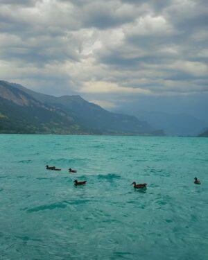 Ilisha Singh Kaurav Instagram - in a dream 🎻🩵🦢

.

.

#explorepage✨ #switzerland #lakebrienz #interlaken #travelblogger #outfitinspo #cardigan #fauxfur #fallfashion #winteroutfit #virtualstylist #bhfyp #miniskirt #black #ootd #wintervibes #gloomy #sky #outdoors #poses #luxury #europe #fypシ