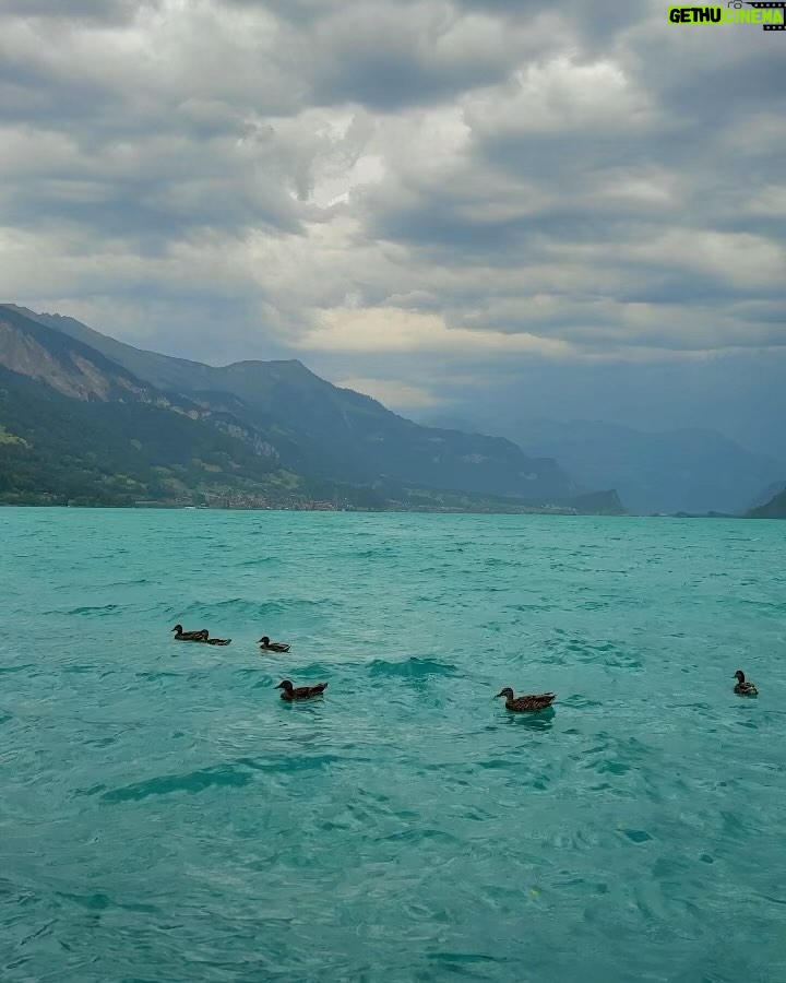 Ilisha Singh Kaurav - 102.9K Likes - in a dream 🎻🩵🦢

.

.

#explorepage✨ #switzerland #lakebrienz #interlaken #travelblogger #outfitinspo #cardigan #fauxfur #fallfashion #winteroutfit #virtualstylist #bhfyp #miniskirt #black #ootd #wintervibes #gloomy #sky #outdoors #poses #luxury #europe #fypシ