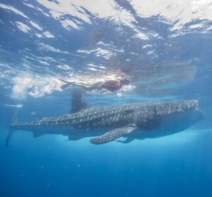 Ilithya Manzanilla Instagram - Tiburón Ballena💙 
#México, QRoo.
