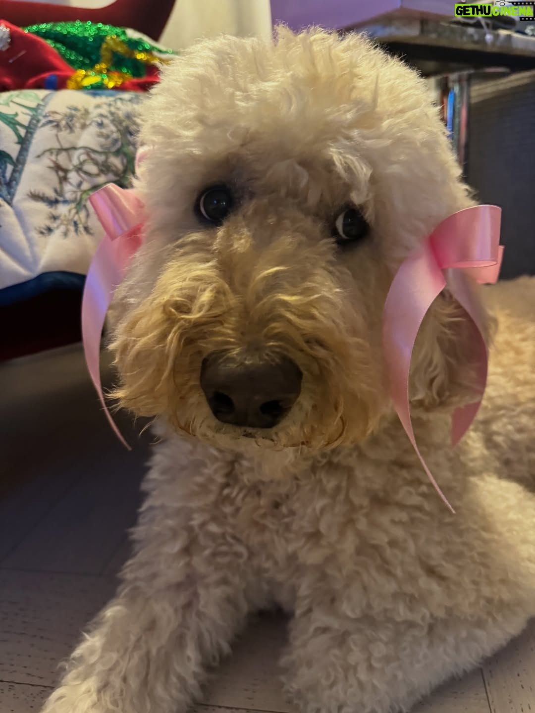 Irene Kim - 48K Likes - Doobie, my girl ❤️ I met you through the love of my life, and from that moment I grew to love you as my own baby. Thank you for accepting me as your mommy and for bringing so much joy, warmth, and love into our lives. I wish I knew you sooner so I could spoil you more. Rest peacefully in puppy heaven, sweet angel.