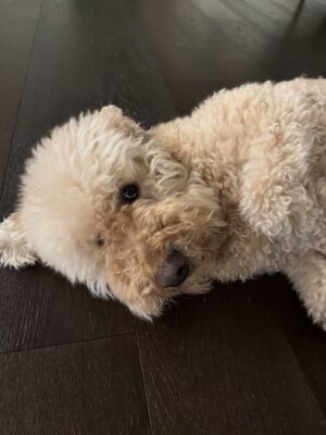 Irene Kim Instagram - Doobie, my girl ❤️ I met you through the love of my life, and from that moment I grew to love you as my own baby. Thank you for accepting me as your mommy and for bringing so much joy, warmth, and love into our lives. I wish I knew you sooner so I could spoil you more. Rest peacefully in puppy heaven, sweet angel.