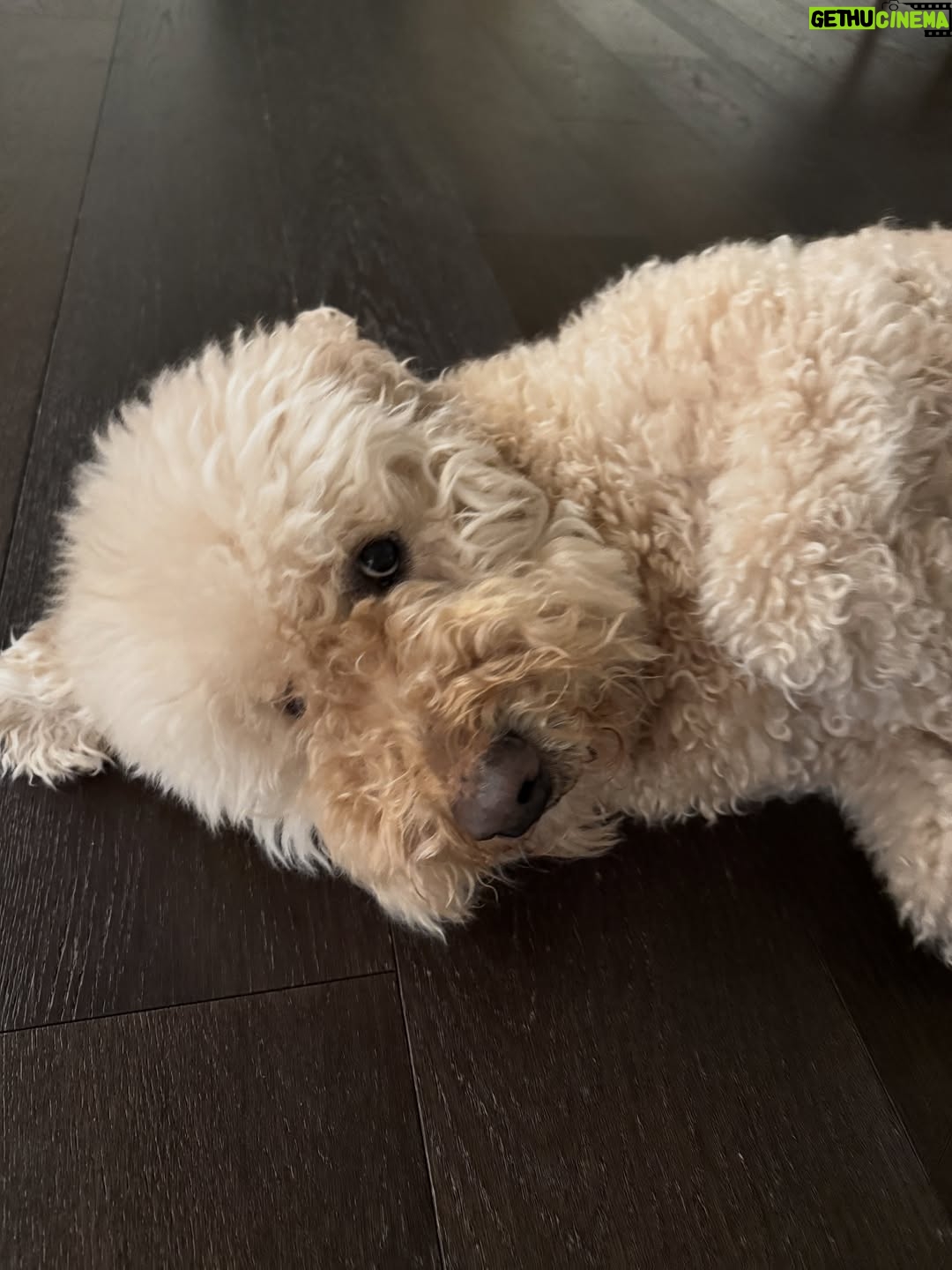 Irene Kim - 48K Likes - Doobie, my girl ❤️ I met you through the love of my life, and from that moment I grew to love you as my own baby. Thank you for accepting me as your mommy and for bringing so much joy, warmth, and love into our lives. I wish I knew you sooner so I could spoil you more. Rest peacefully in puppy heaven, sweet angel.
