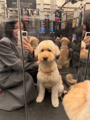 Irene Kim Instagram - Doobie, my girl ❤️ I met you through the love of my life, and from that moment I grew to love you as my own baby. Thank you for accepting me as your mommy and for bringing so much joy, warmth, and love into our lives. I wish I knew you sooner so I could spoil you more. Rest peacefully in puppy heaven, sweet angel.