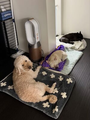 Irene Kim Instagram - Doobie, my girl ❤️ I met you through the love of my life, and from that moment I grew to love you as my own baby. Thank you for accepting me as your mommy and for bringing so much joy, warmth, and love into our lives. I wish I knew you sooner so I could spoil you more. Rest peacefully in puppy heaven, sweet angel.