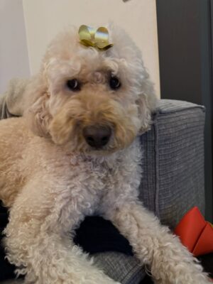Irene Kim Instagram - Doobie, my girl ❤️ I met you through the love of my life, and from that moment I grew to love you as my own baby. Thank you for accepting me as your mommy and for bringing so much joy, warmth, and love into our lives. I wish I knew you sooner so I could spoil you more. Rest peacefully in puppy heaven, sweet angel.