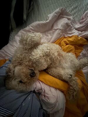 Irene Kim Instagram - Doobie, my girl ❤️ I met you through the love of my life, and from that moment I grew to love you as my own baby. Thank you for accepting me as your mommy and for bringing so much joy, warmth, and love into our lives. I wish I knew you sooner so I could spoil you more. Rest peacefully in puppy heaven, sweet angel.