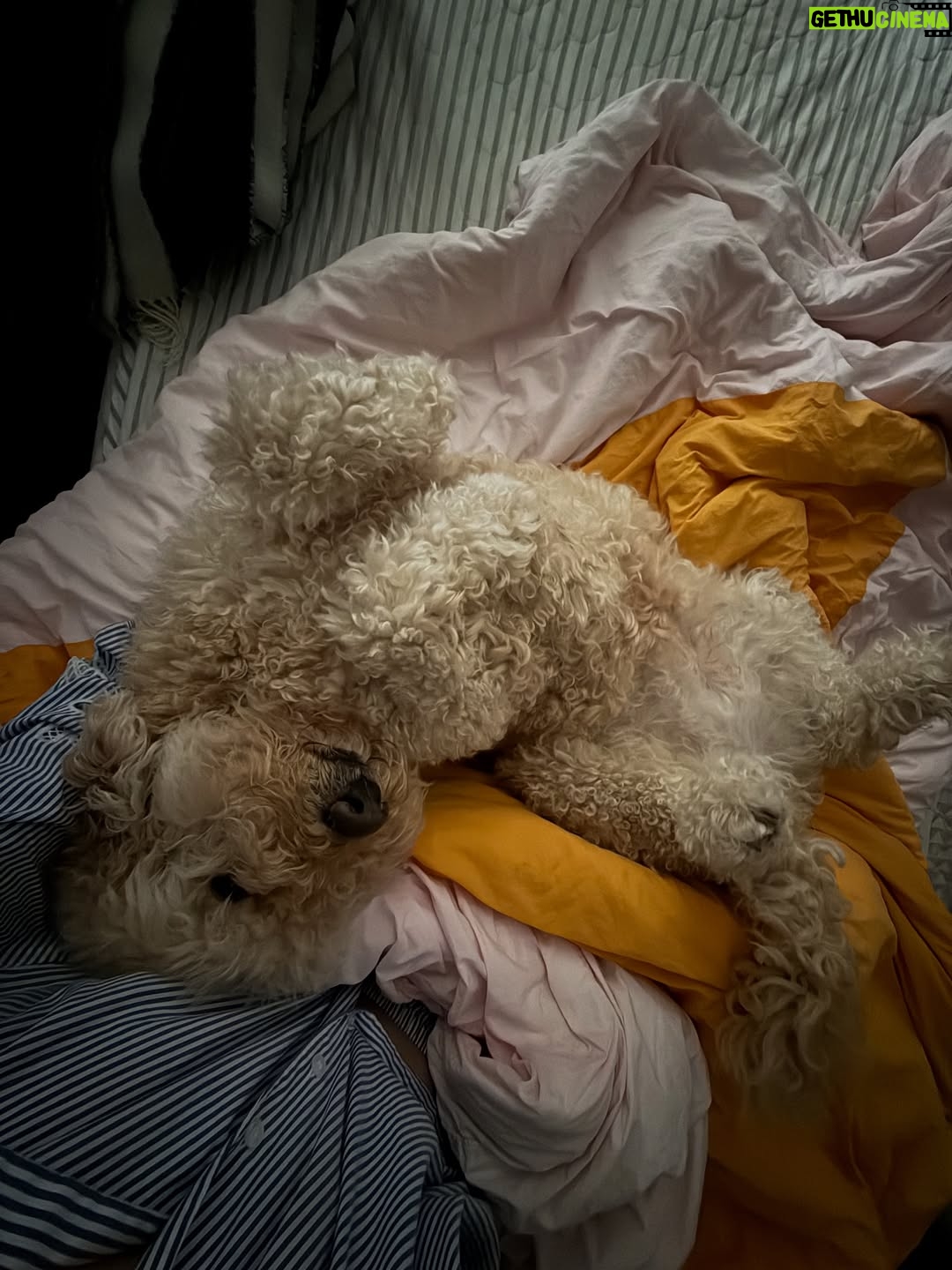 Irene Kim - 48K Likes - Doobie, my girl ❤️ I met you through the love of my life, and from that moment I grew to love you as my own baby. Thank you for accepting me as your mommy and for bringing so much joy, warmth, and love into our lives. I wish I knew you sooner so I could spoil you more. Rest peacefully in puppy heaven, sweet angel.