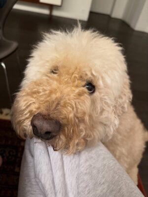 Irene Kim Instagram - Doobie, my girl ❤️ I met you through the love of my life, and from that moment I grew to love you as my own baby. Thank you for accepting me as your mommy and for bringing so much joy, warmth, and love into our lives. I wish I knew you sooner so I could spoil you more. Rest peacefully in puppy heaven, sweet angel.