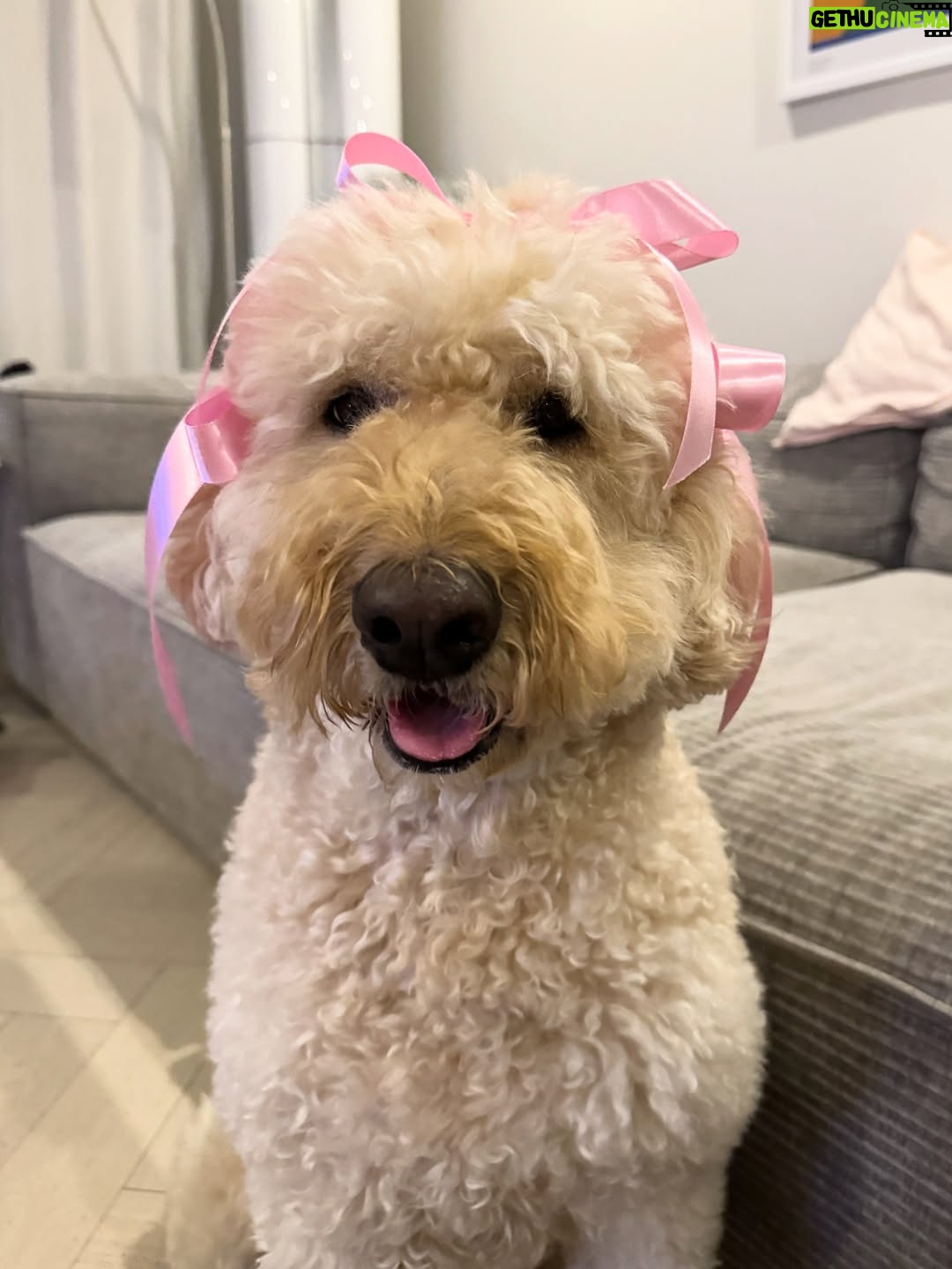 Irene Kim - 48K Likes - Doobie, my girl ❤️ I met you through the love of my life, and from that moment I grew to love you as my own baby. Thank you for accepting me as your mommy and for bringing so much joy, warmth, and love into our lives. I wish I knew you sooner so I could spoil you more. Rest peacefully in puppy heaven, sweet angel.