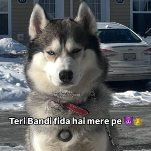 Ishmeet Kaur Instagram - #killerlook 😈🧿💙
.
.
.
.
.
#potrait #potd #photoshoot #photooftheday #canada #instadog #instadaily #handsome #dapper #styleking #king #siberianhuskiesofinstagram #siberian #husky