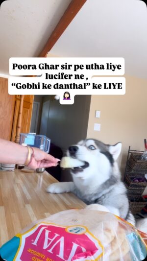 Ishmeet Kaur Instagram - Bakriii kutta ššš.
.
#gobhi #siberianhusky #vegetables