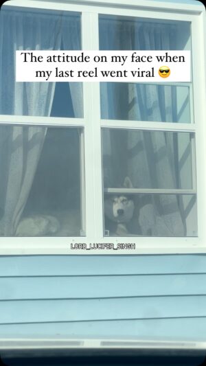 Ishmeet Kaur Instagram - Rob dekh rahe ho šš§æš
.
.
#2million #dogsofinstagram #siberianhusky #dog #huskyvideo #attitude #style