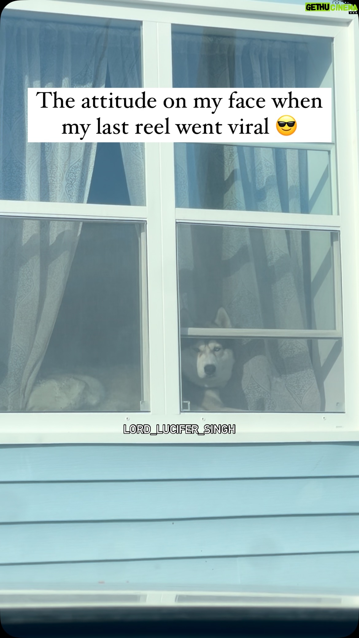 Ishmeet Kaur - 5.8K Likes - Rob dekh rahe ho 😎🧿😂
.
.
#2million #dogsofinstagram #siberianhusky #dog #huskyvideo #attitude #style
