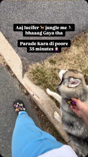 Ishmeet Kaur Instagram - His neck band broke on the walk & he ran like simran in DDLJ šš Phir Ghar se mein treat 𦓠leke aai tab bhai Saab wapas aae š
.
.
#siberianhusky #escape #escapeartist #dogsofinstagram #dog #instagram #dogoftheday #husky #huskiesofinstagram #huskyvideo #huskies_of_instagram #huskies #jungle #ran #ranaway #canadĆ” #kutta #leash #colar #neckband #dogmom #walk #dogwalkersofinstagram