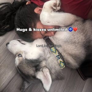 Ishmeet Kaur Instagram - Luchiyaa iss pic me bhi ek shaaitaaani kar Gaya ,, guess Karo 😈😂🧿❤️
.
.
.
Never easy to #hug a #siberianhusky
.
.
#hugs #kisses #lord_lucifer_singh #husky #huskywolf #huskyworld #huskies_of_instagram #sisterslove❤️