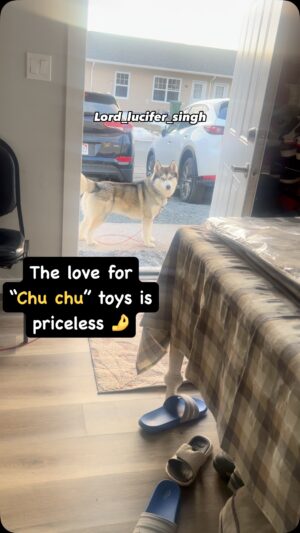 Ishmeet Kaur Instagram - Mumma ko piiit dunga iss toy ke liye ššæ
.
.
#dogtoy #squishy #toy #dogviral #viraldog #funnydog