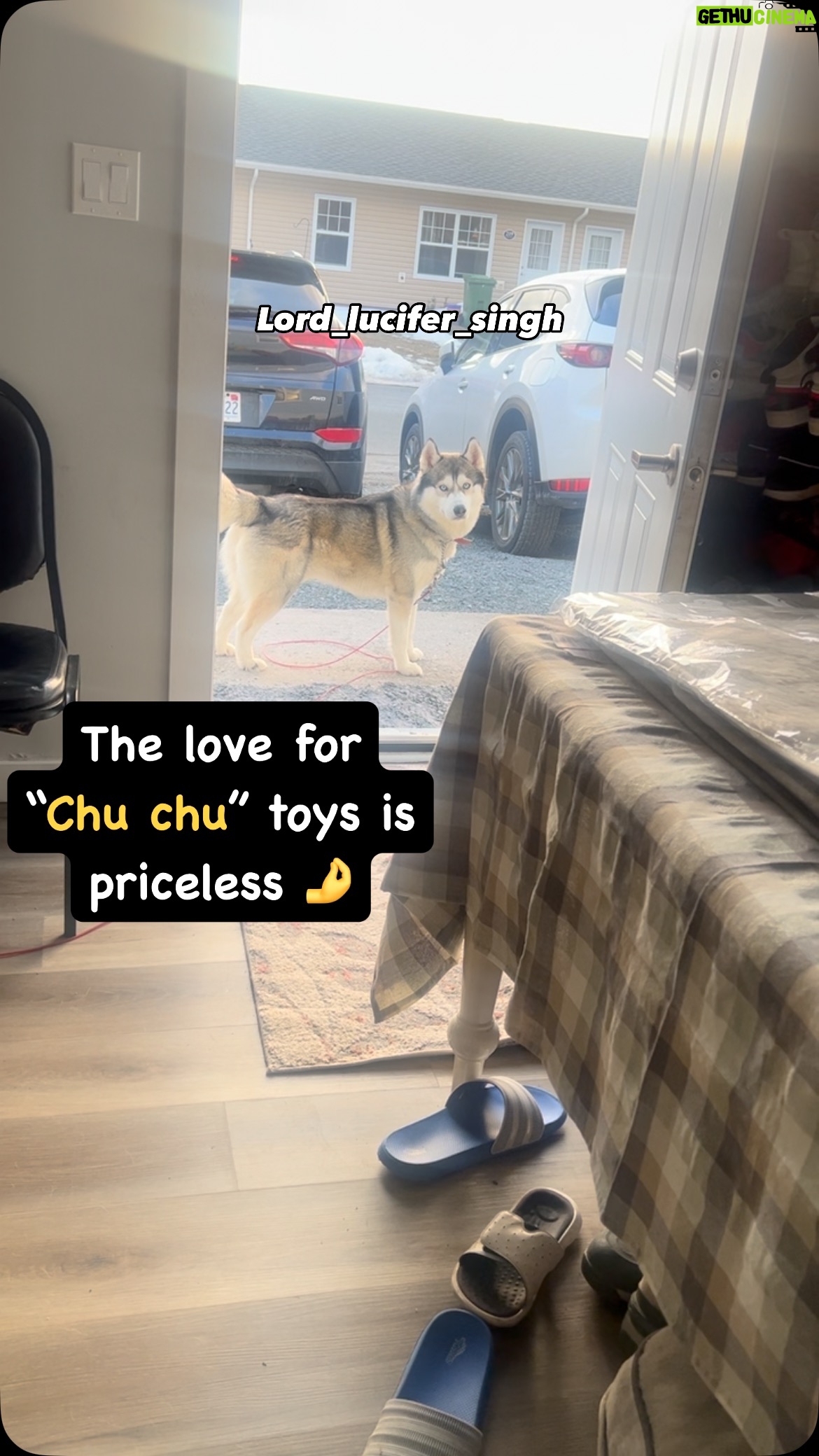 Ishmeet Kaur - 4.9K Likes - Mumma ko piiit dunga iss toy ke liye 😈👿
.
.
#dogtoy #squishy #toy #dogviral #viraldog #funnydog
