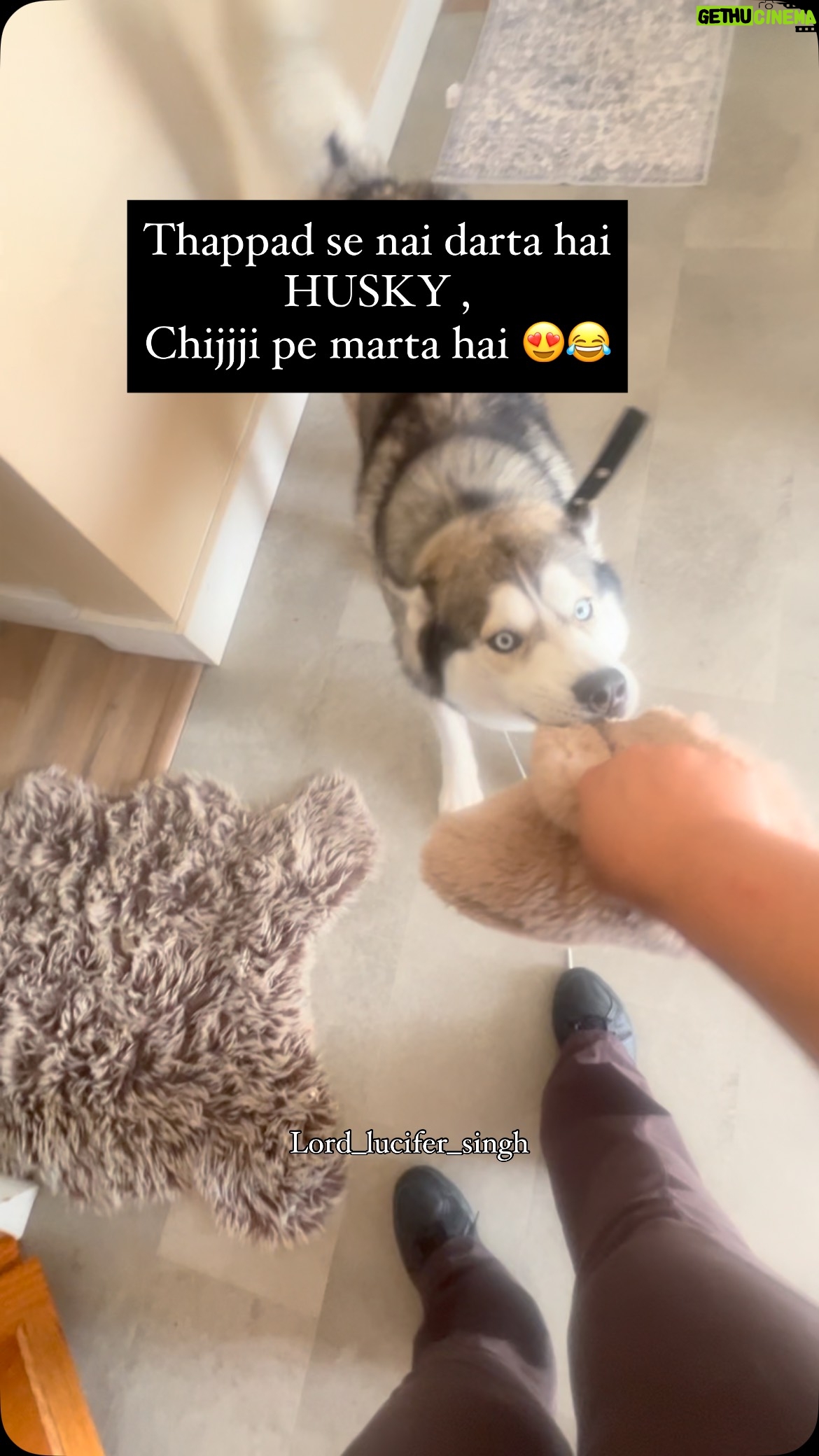 Ishmeet Kaur - 6.3K Likes - Let the fight begin 😂😂
.
.
#husky #huskyvideo