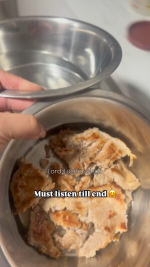 Ishmeet Kaur Instagram - Leash ka syapppa š¤¦š»āāļø
.
.
.
#dogsofinstagram #siberianhusky #dog #dogoftheday #instagram #husky #huskiesofinstagram #huskyvideo #huskies_of_instagram #huskies #canadĆ” #canadahouse #nolocks #lord_lucifer_singh #chicken #dinnertimeš“