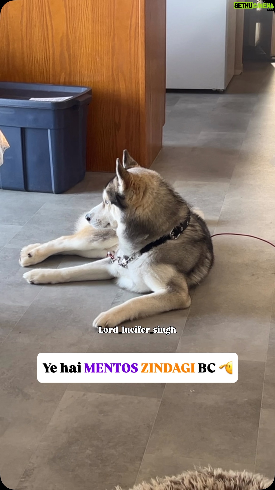 Ishmeet Kaur - 23.4K Likes - Aise Thodi na @lord_lucifer_singh bolte hai hum inko 🙏😍😂🧿❤️ mere gol gappa 
.
.
#siberianhusky #lifeofdogs #lord #mast #mentos #life #lifestyle #funnyreelsvideo
