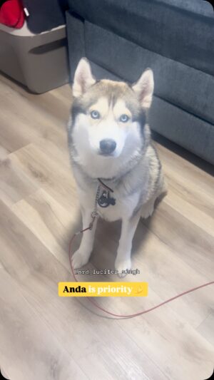 Ishmeet Kaur Instagram - Does your baby also loves anda š„ ??
.
.
#eggs #siberianhusky #dog #huskyvideo #breakfast #friday #fridaymotivation