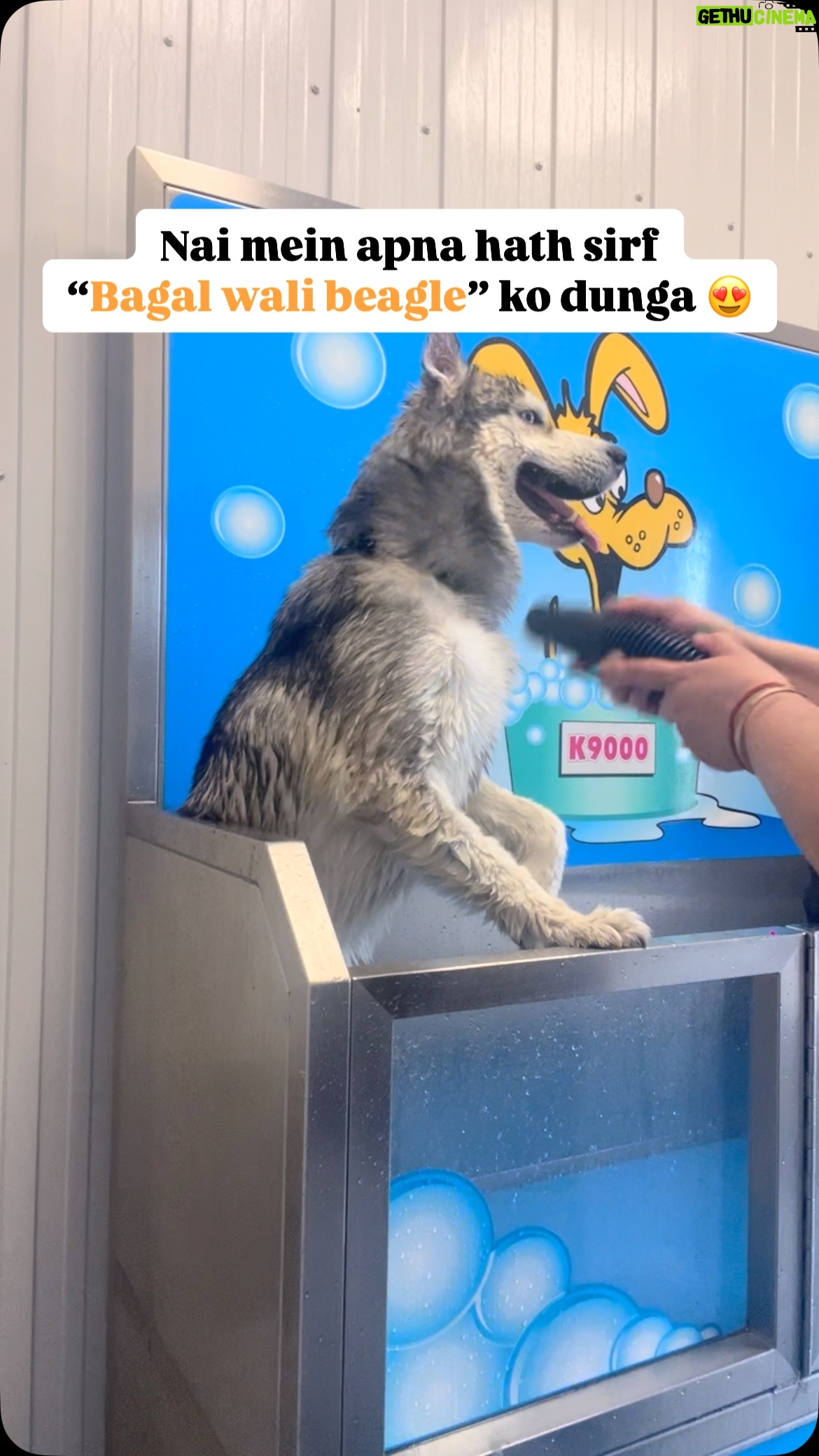 Ishmeet Kaur - 8.1K Likes - Dhokha pro max ho Gaya 😢
.
.
.
.
.
#doggywash #dogbath #dogbathtime #bathtime #bathing #dogsofinstagram #dogsofinsta