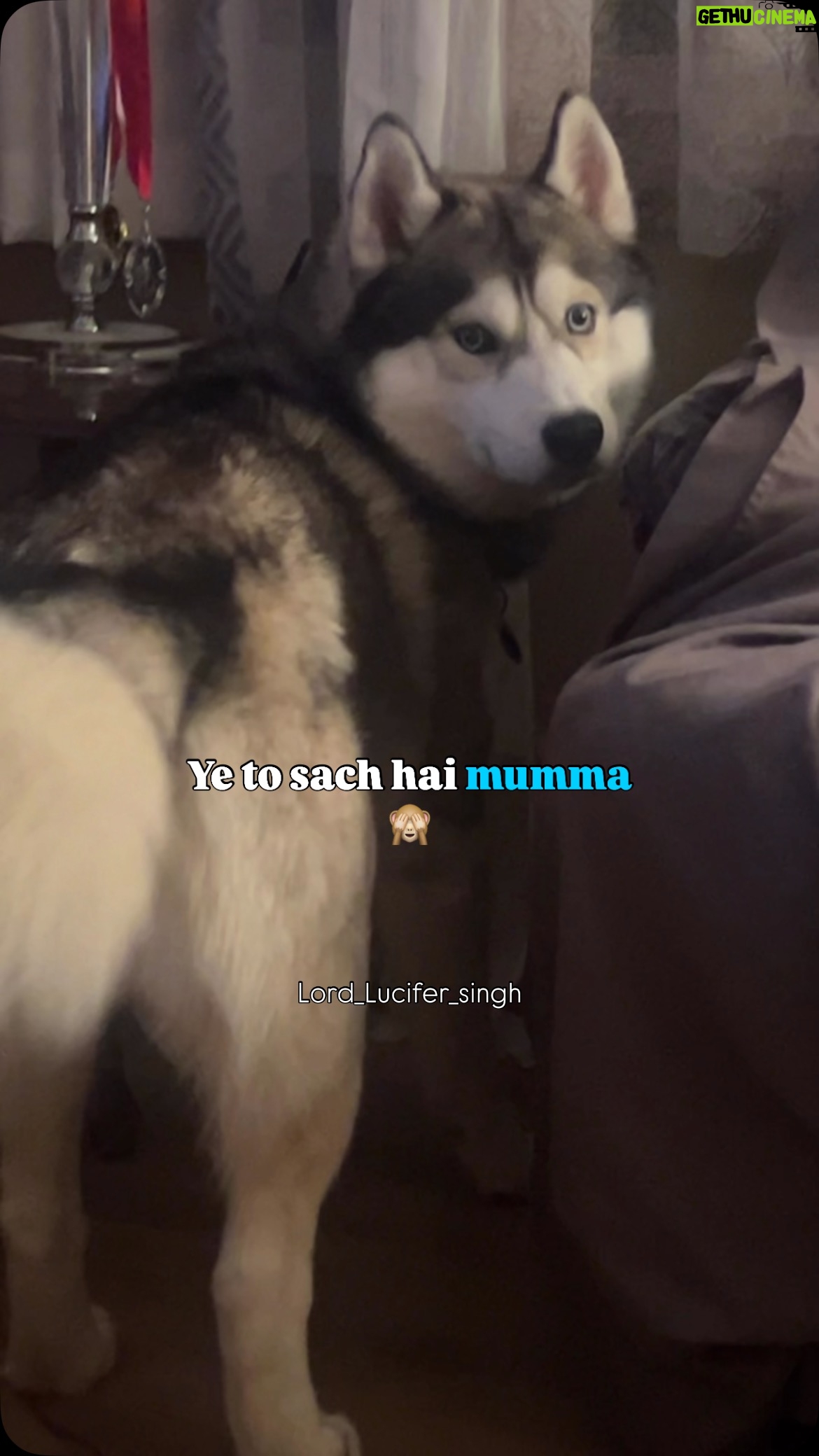 Ishmeet Kaur - 5.1K Likes - Talent unlimited 😈🐕😍😂
