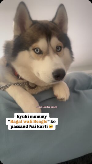 Ishmeet Kaur Instagram - Koi Siberian husky BATAO , blue eyes wali š
Sundar , shushiil , meri tarah no. 1 bhukhaaad šš
.
.
.
#dogsofinstagram #wedding #doggy #sibirianhusky