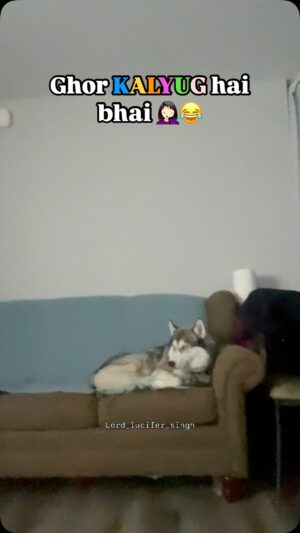 Ishmeet Kaur Instagram - Raja saheb araaam farmaaa rahe hai š š¤“
.
.
.
#dogsofinstagram #siberianhusky #dog #lifeofadog #mastlife #sofĆ” #dogmom #dogoftheday #husky #huskiesofinstagram #huskies_of_instagram #huskyvideo #dogvideo #lifeofahusky #dogsincanada