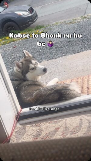 Ishmeet Kaur Instagram - Yaar kuch samjhao is sardarni ko tum log š§š»āāļø
.
.
#canadĆ” #wind #siberianhusky #dogvideo #relaxmode #resting #dogresting #sideeye