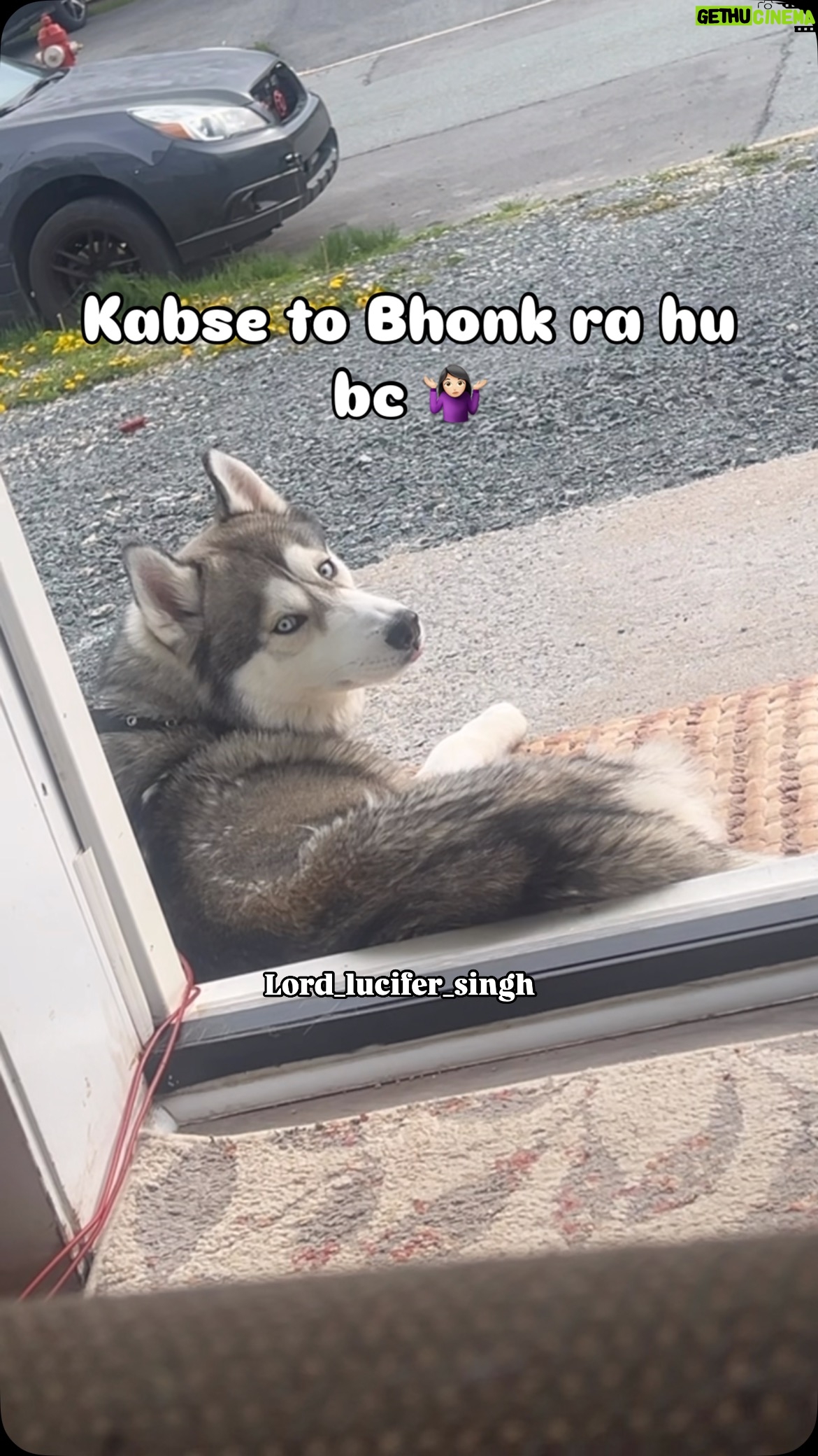 Ishmeet Kaur - 11.1K Likes - Yaar kuch samjhao is sardarni ko tum log 🧏🏻‍♀️
.
.
#canadá #wind #siberianhusky #dogvideo #relaxmode #resting #dogresting #sideeye