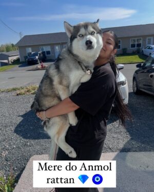 Ishmeet Kaur Instagram - Itihaaaas dohrayaaa Gaya hai , Kal @lord_lucifer_singh ko zabardastiii godiiii le liya jia didi ne 🤗🧿❤️😂🙈
.
.
#instalike #instamood #beautifuldestinations #canadá #novascotialife #explorepage✨ #huskies_of_instagram #husky #mybabies❤️