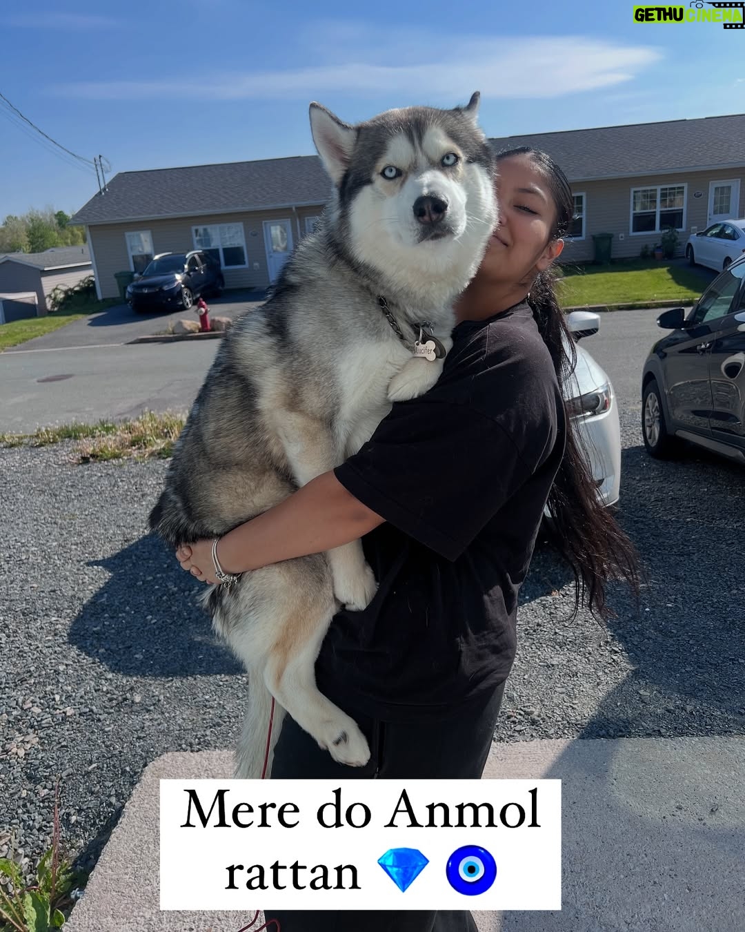 Ishmeet Kaur - 21.6K Likes - Itihaaaas dohrayaaa Gaya hai , Kal @lord_lucifer_singh ko zabardastiii godiiii le liya jia didi ne 🤗🧿❤️😂🙈
.
.
#instalike #instamood #beautifuldestinations #canadá #novascotialife #explorepage✨ #huskies_of_instagram #husky #mybabies❤️