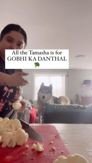 Ishmeet Kaur Instagram - The gobhi lover #husky šš§æā¤ļø
.
.
#siberianhusky #dog #dogoftheday #viralvĆdeos
