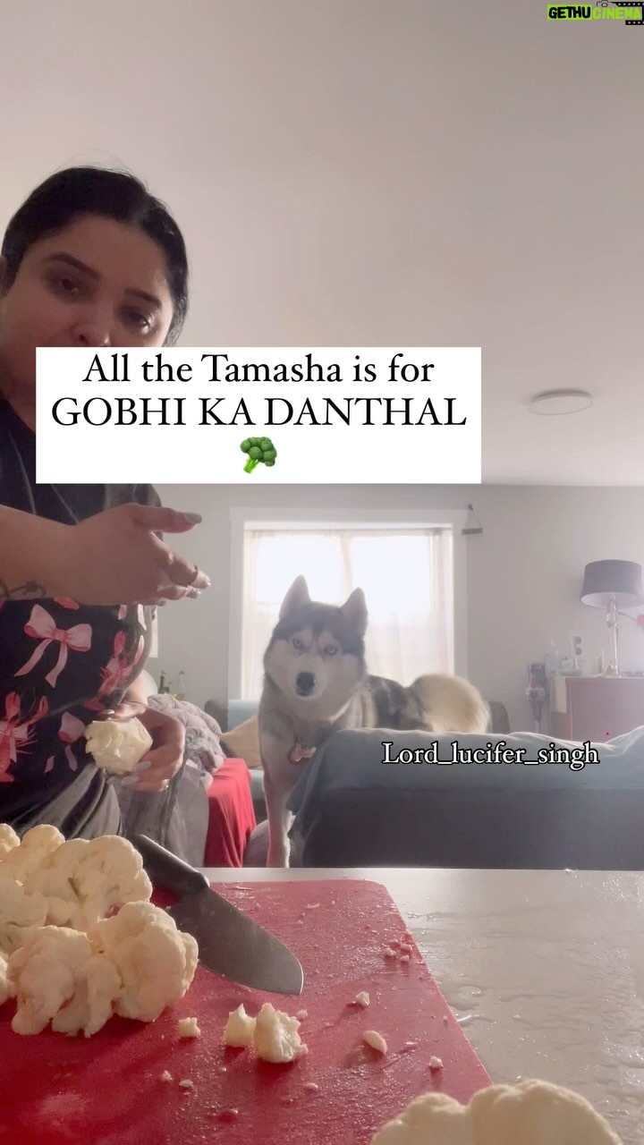 Ishmeet Kaur - 11.7K Likes - The gobhi lover #husky 😂🧿❤️
.
.
#siberianhusky #dog #dogoftheday #viralvídeos