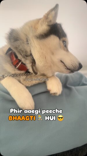 Ishmeet Kaur Instagram - #savagedog @lord_lucifer_singh š
.
.
.
#dogsofinstagram #dog #instagram