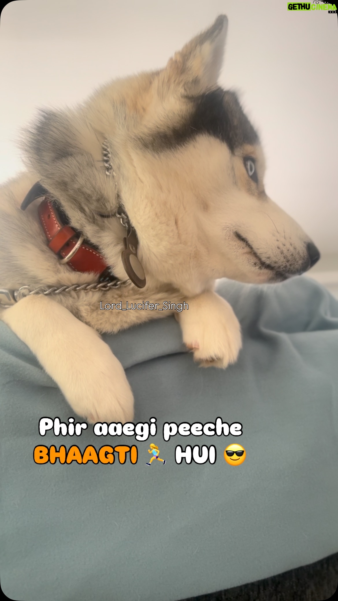 Ishmeet Kaur - 9.9K Likes - #savagedog @lord_lucifer_singh 😎
.
.
.
#dogsofinstagram #dog #instagram