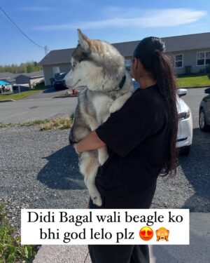 Ishmeet Kaur Instagram - Itihaaaas dohrayaaa Gaya hai , Kal @lord_lucifer_singh ko zabardastiii godiiii le liya jia didi ne 🤗🧿❤️😂🙈
.
.
#instalike #instamood #beautifuldestinations #canadá #novascotialife #explorepage✨ #huskies_of_instagram #husky #mybabies❤️