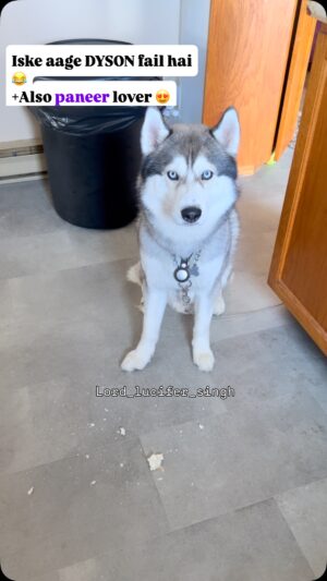 Ishmeet Kaur Instagram - #dyson #siberianhusky #lord_lucifer_singh
