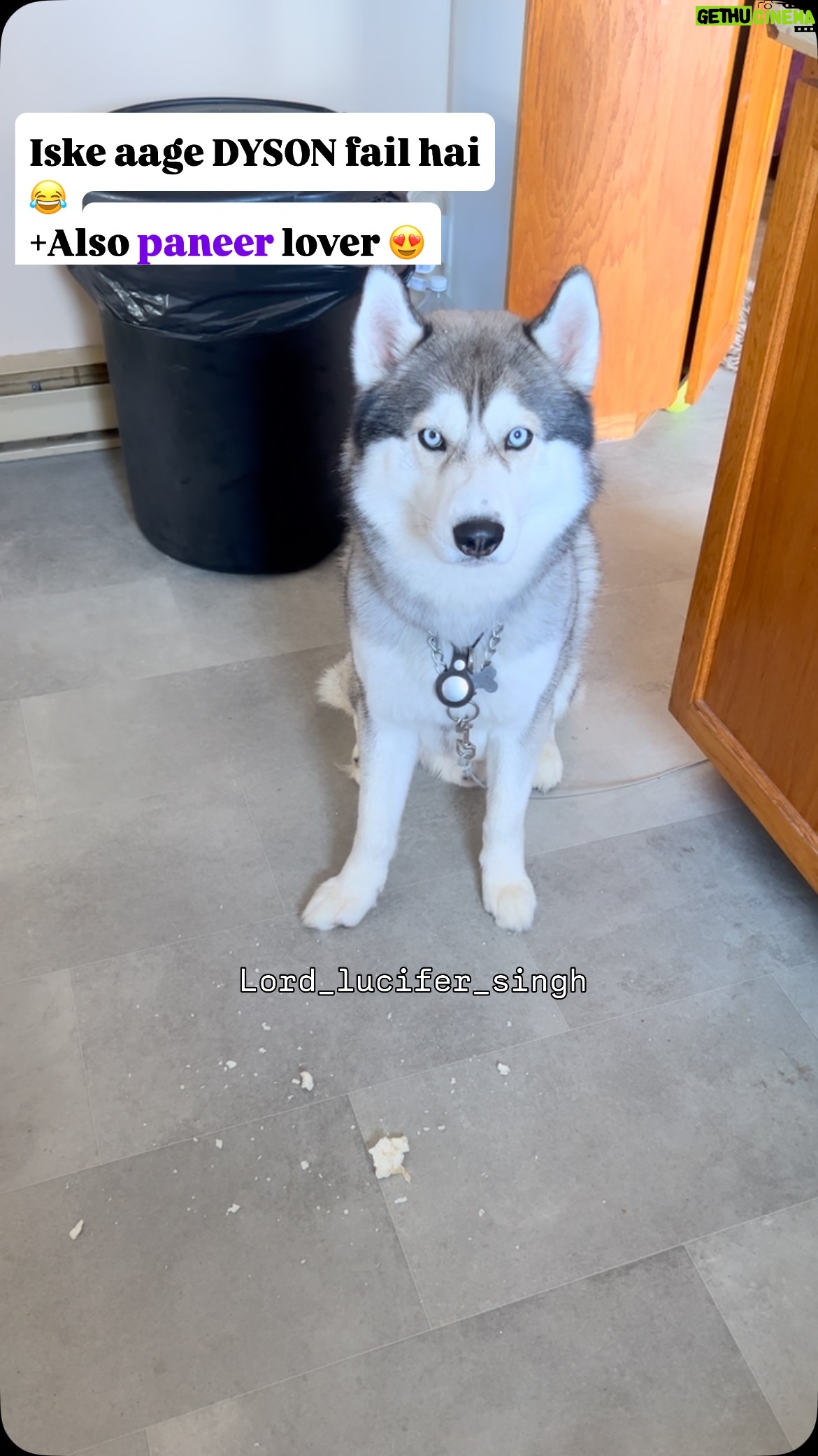 Ishmeet Kaur - 5.8K Likes - #dyson #siberianhusky #lord_lucifer_singh