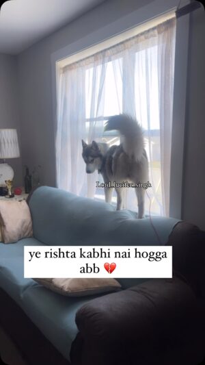 Ishmeet Kaur Instagram - Aaj to wo bhi pitegiii apne Ghar pe š¢ uske papa kheeech ke le gae meri jaan ko š
.
.
#funnydogsofinstagram #viralcontent #dogsofinstagram #dogoftheday #husky #beagle #dogcouple #brokenheart