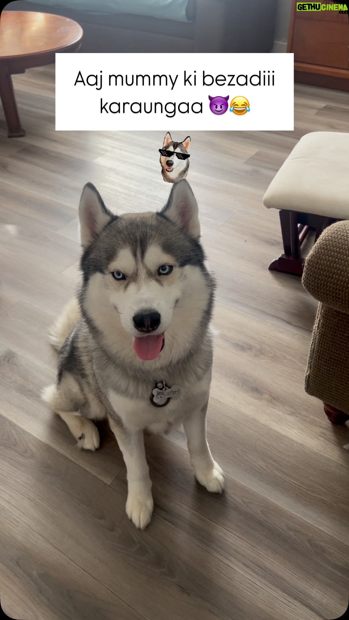Ishmeet Kaur - 14.8K Likes - #petparents #peteducation 🐕 
.
.
#dogparents #petsofinstagram #dogsofinstagram #dog #walk #pani #water #dogfood #half #hour #rest #first