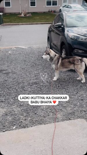 Ishmeet Kaur Instagram - Ladki (kuttiya) ka chakkar babu bhaiya ā¤ļø
.
.
#dogsofinstagram #siberianhusky #doggo #couple #dogcouple #beagle