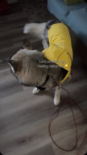 Ishmeet Kaur Instagram - Beagle dekhegii to MERI bezattiii kharab ho jaegiii mumma š„ŗš¢ rain āļø rain āļø go away
.
.
#dogsofinstagram #rain #rainingdayā #dog #husky #lord_lucifer_singh #novascotia