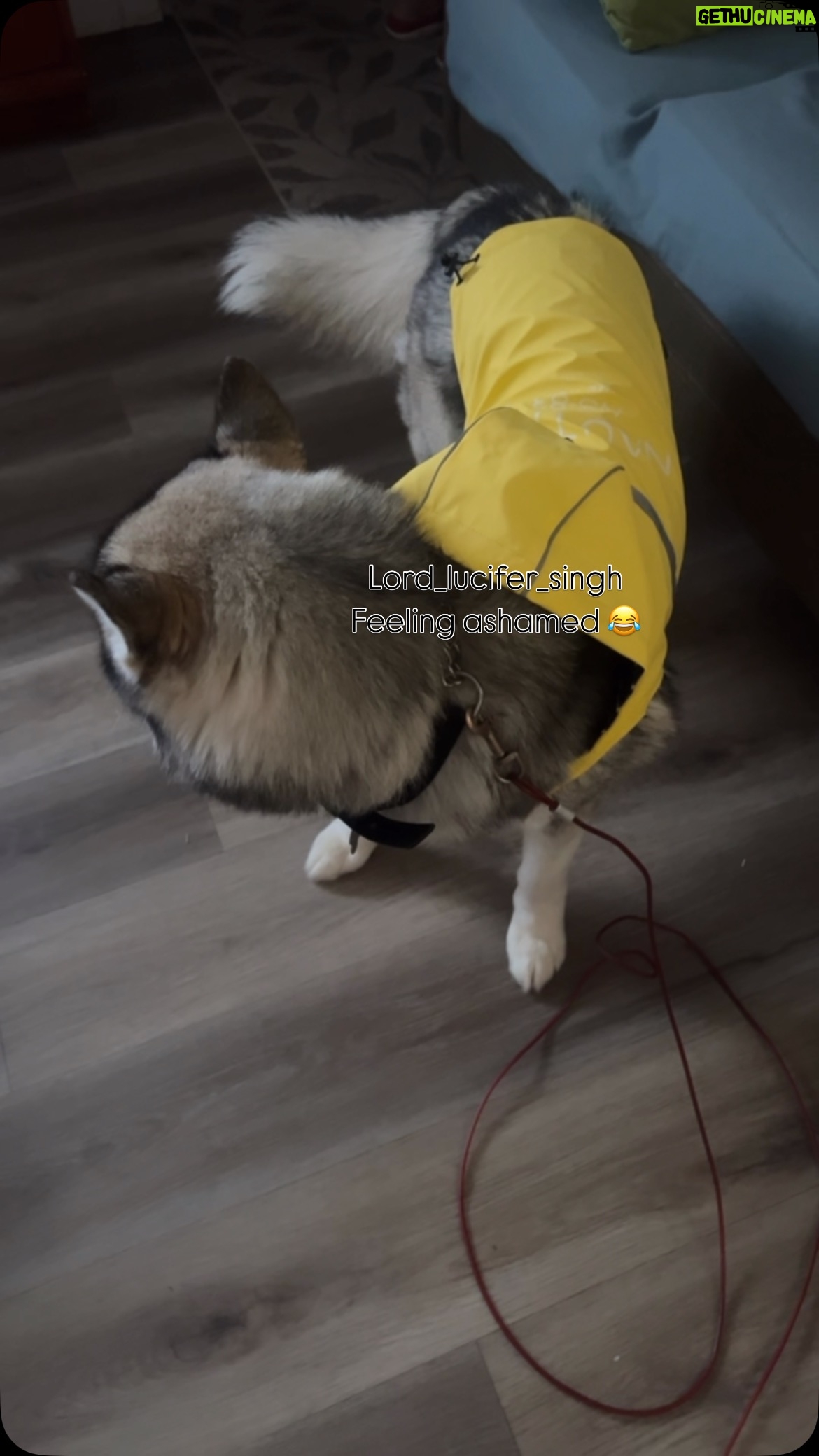 Ishmeet Kaur - 5.3K Likes - Beagle dekhegii to MERI bezattiii kharab ho jaegiii mumma 🥺😢 rain ☔️ rain ☔️ go away 
.
.
#dogsofinstagram #rain #rainingday☔ #dog #husky #lord_lucifer_singh #novascotia