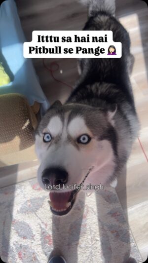 Ishmeet Kaur Instagram - Matter ho Gaya šŖš¼
.
.
.
.
#dogsofinstagram #pitbull #husky #huskyvideo