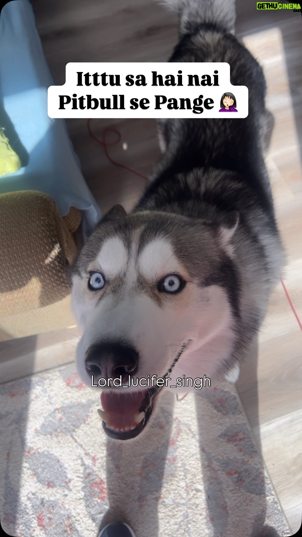 Ishmeet Kaur - 101.3K Likes - Matter ho Gaya 💪🏼 
.
.
.
.
#dogsofinstagram #pitbull #husky #huskyvideo