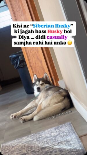 Ishmeet Kaur Instagram - Oh bc ā¦. Ye kaisa samjhaa rahi hai didi unko šš
.
.
Kare bhi kya Bechaari obsessed hai mere pe š¤š§æšā¤ļø
.
.
#dogsofinstagram #siberianhusky #dog #husky #instagram #dogoftheday #huskiesofinstagram #huskyvideo #shocked
