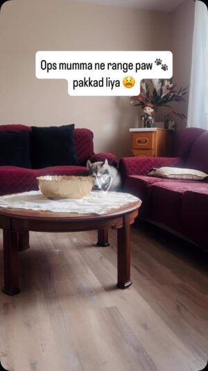 Ishmeet Kaur Instagram - Muh dikhaaai after tunnel khudaaai
.
.
.
.
.
#tunnel #siberianhusky #corner #husky #lord_lucifer_singh